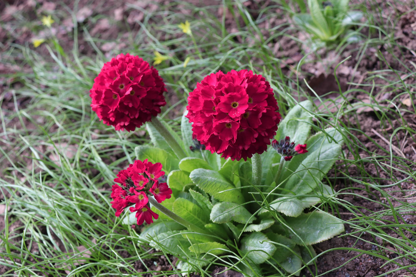 30 RED DRUMSTICK PRIMROSE Primula Denticulata Himalayan Moist Flower Seeds