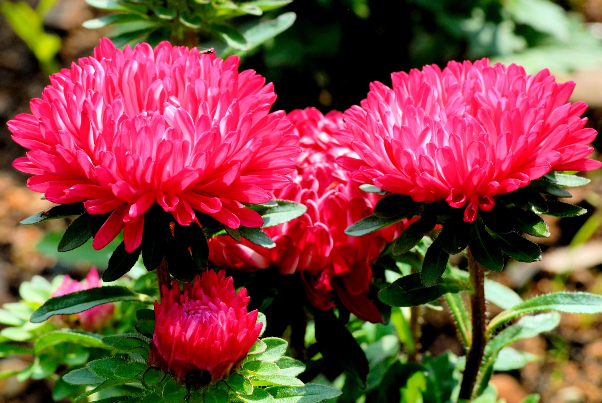 flower seeds from china 250 Double RED CHINA ASTER Callistephus Chinensis Flower Seeds