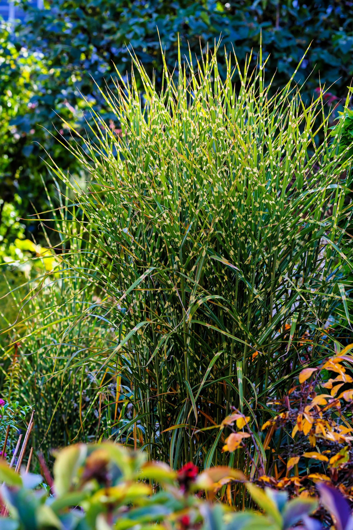 10 ZEBRA GRASS Variegated Maiden Grass Miscanthus Sinensis Zebrinus aka Chinese or Japanese Silver Grass / Plume Grass / Eulalia Seeds