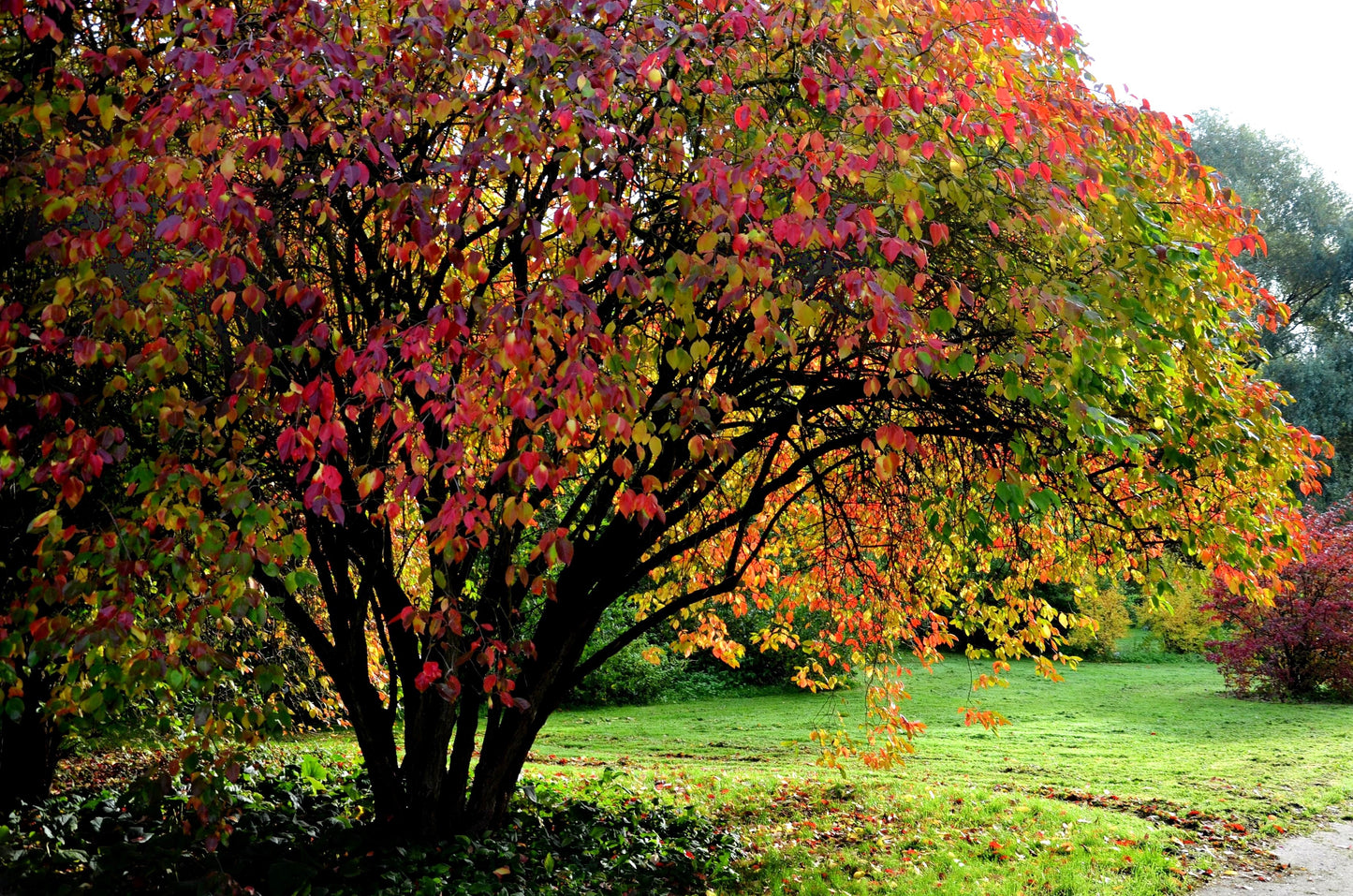 20 NANNYBERRY SWEET VIBURNUM Lentago Shrub Tree Blue Black Berry Fruit White Flower Seeds