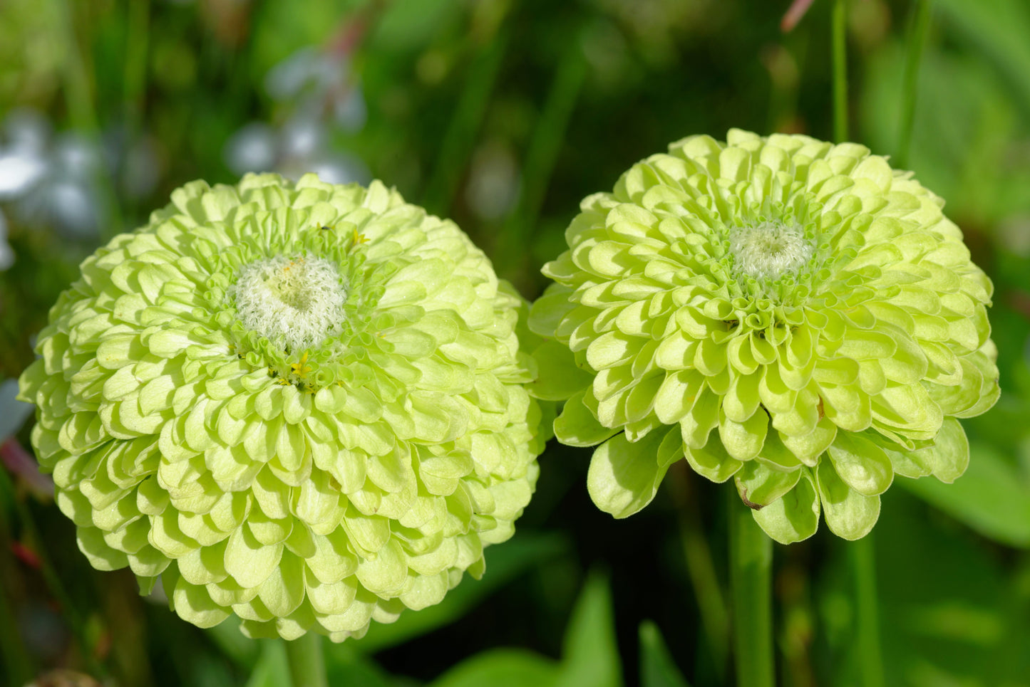 250 GREEN ENVY ZINNIA Elegans Heirloom Chartreuse Double Flower Seeds