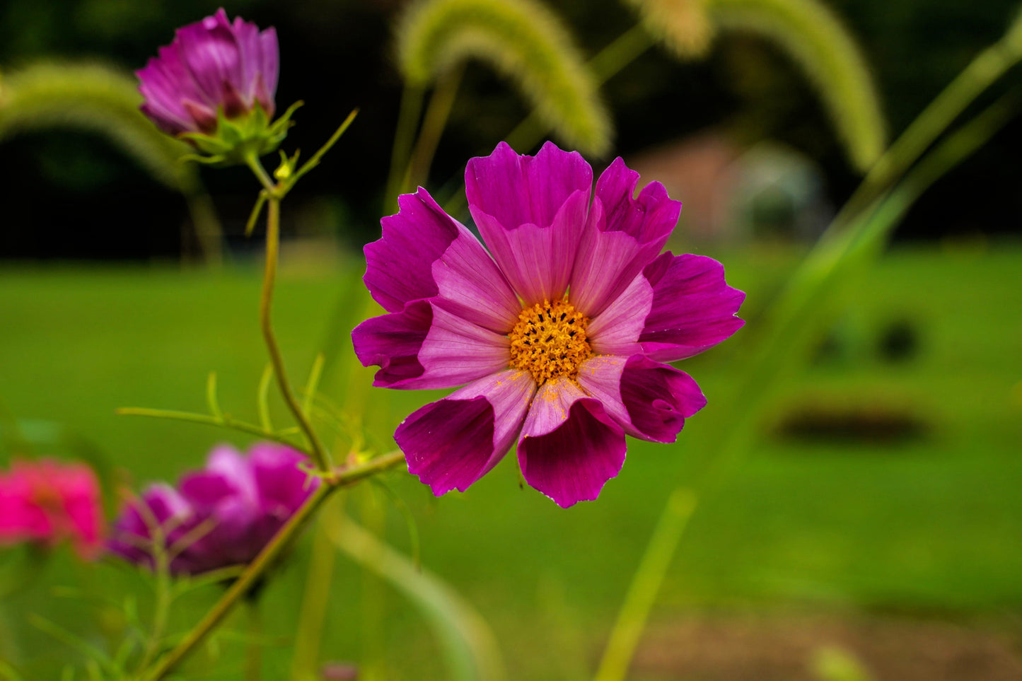 200 COSMOS SEASHELLS Cosmos Bipinnatus Sea Shells Flower Seeds