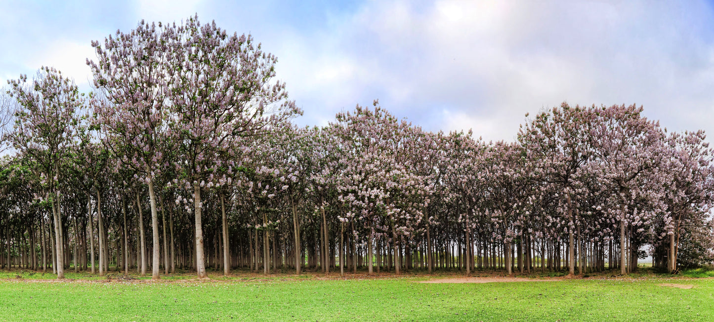 400 Royal PAULOWNIA EMPRESS TREE Tomentosa Flower Seeds