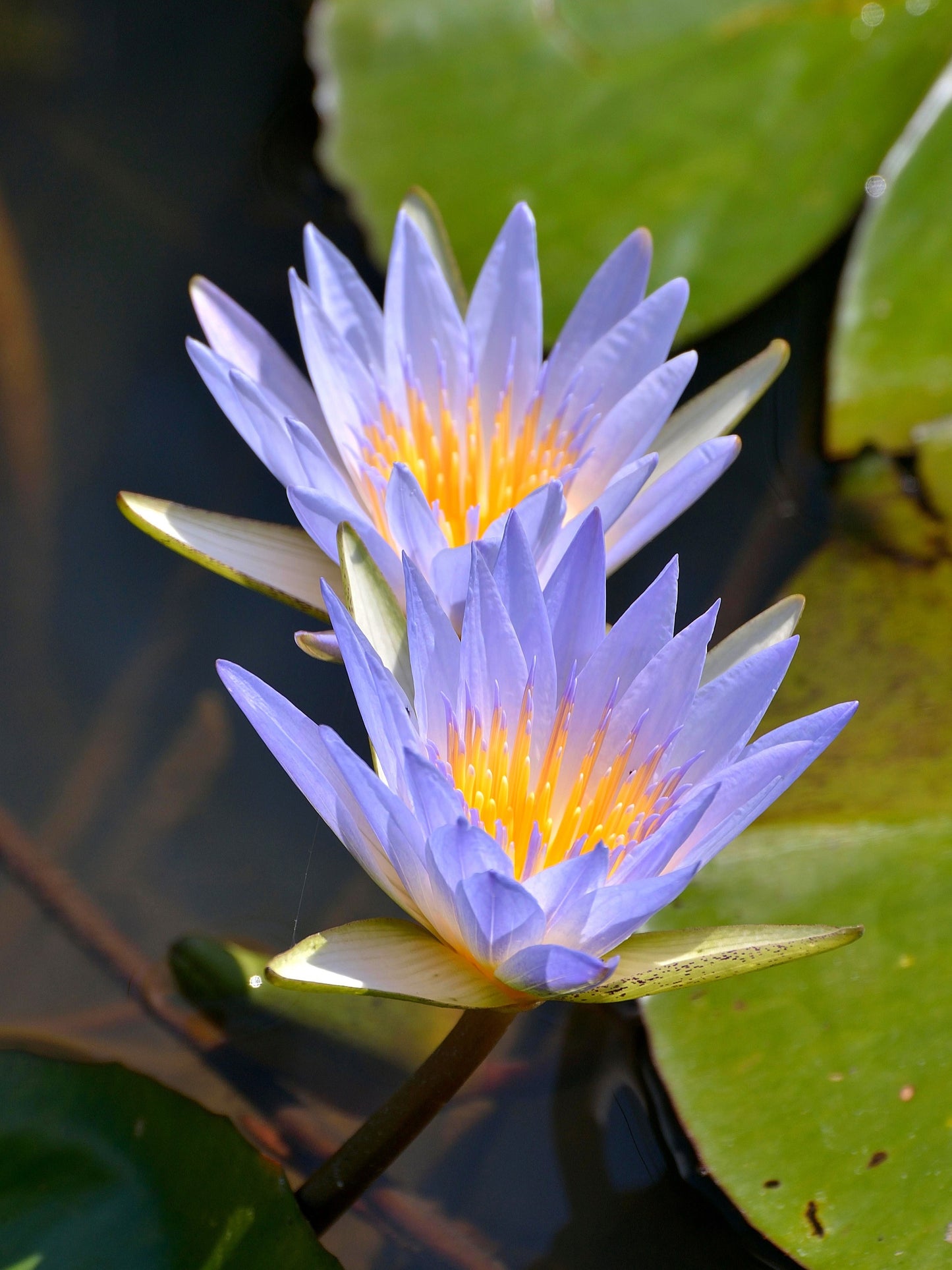 10 BLUE WATER LILY / Lily Pad / Asian Water Lotus / Sacred Egyptian Lotus Nymphaea Caerulea Flower Seeds