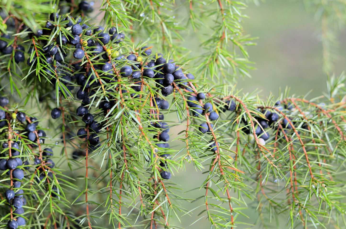 60 Organic Seeds COMMON JUNIPER (20 Berries) Juniperus Communis Tree Shrub Evergreen Conifer Blue Berry Yellow Flower aka Gin Berry Pine