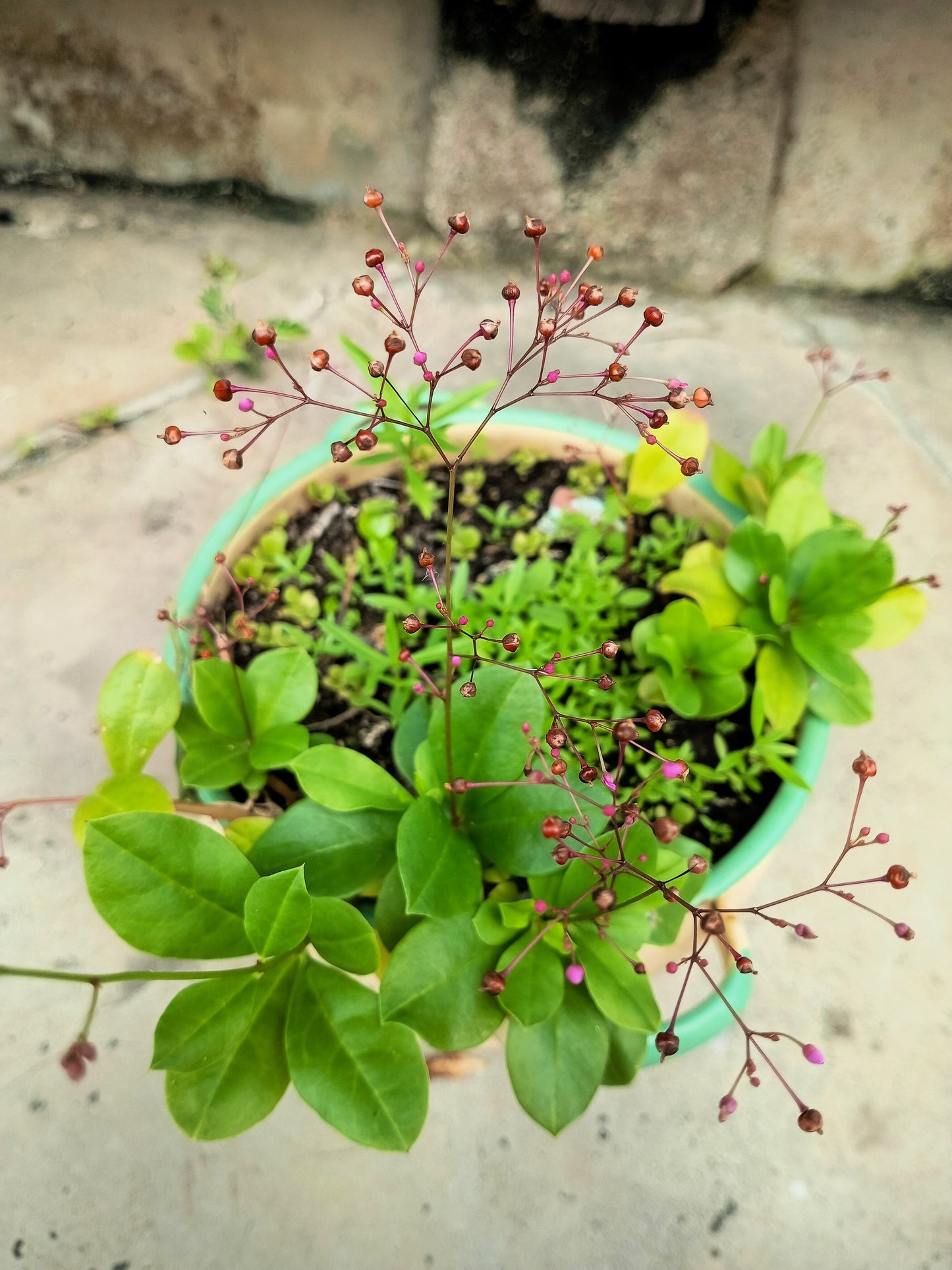 150 FAME FLOWER Jewels of Opar Talinum Paniculatum Portulaca Patens Fameflower Vegetable Leaf Seeds