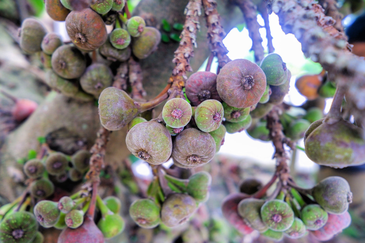 30 COMMON Edible FIG TREE Ficus Carica Purple Brown Skin Pink Flesh Fruit Seeds