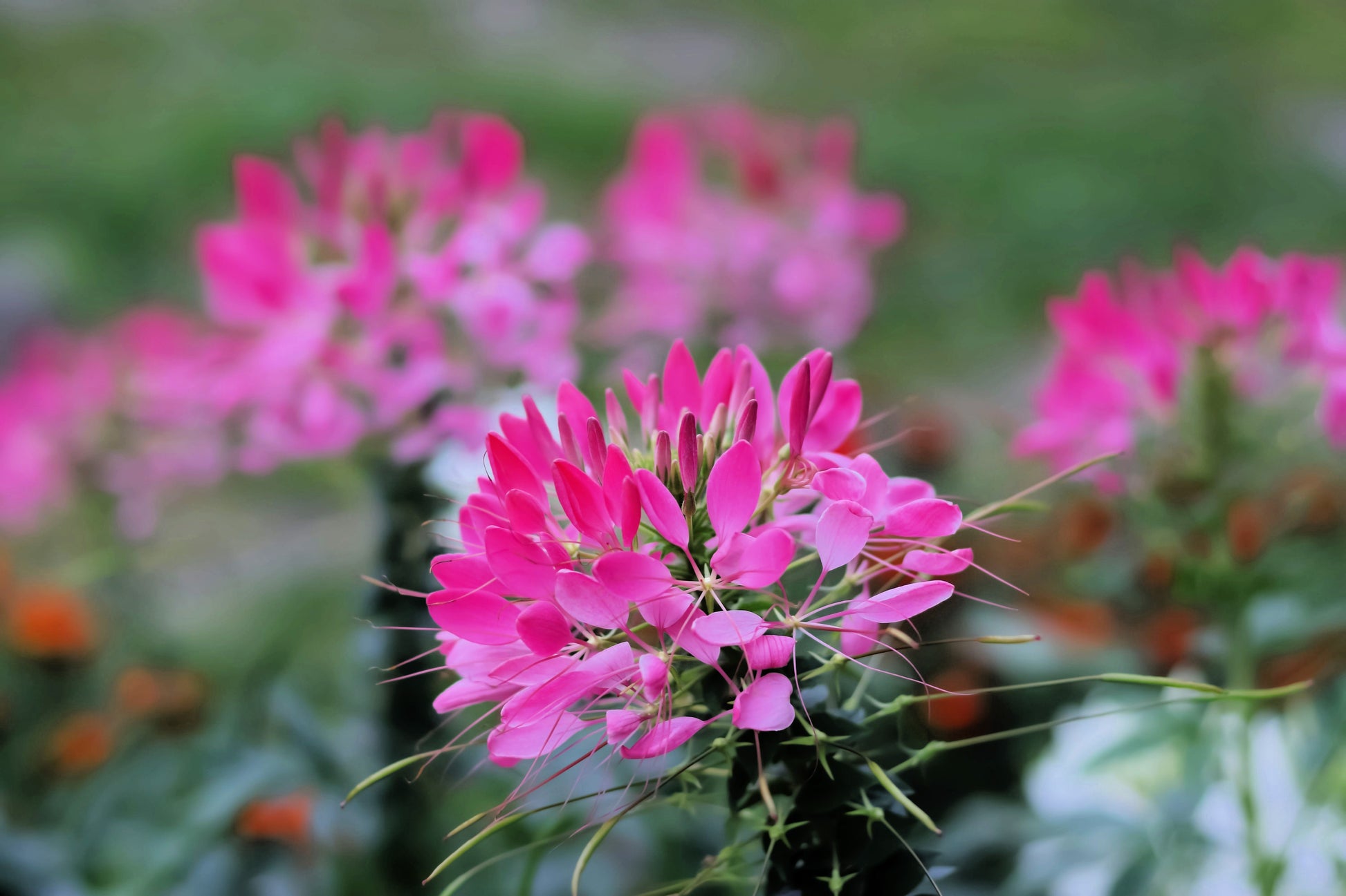 pink spider plant 200 MAUVE QUEEN CLEOME Spinosa Hassleriana Purple Pink Spider Flower S – Seedville USA
