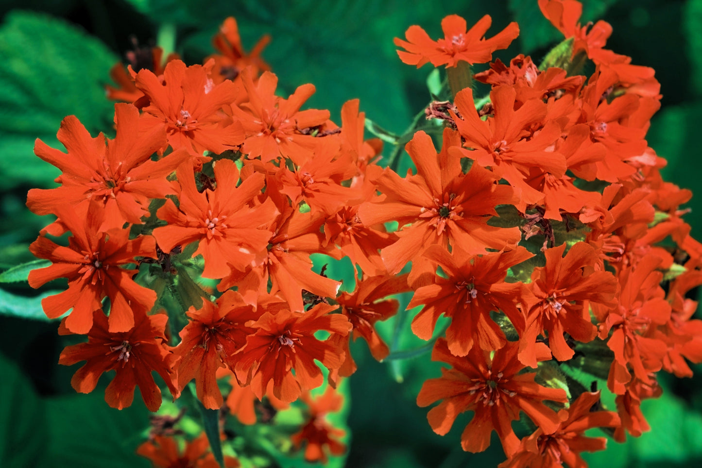 300 MALTESE CROSS Jerusalem Cross Lychnis Campion Chalcedonica Flower Seeds