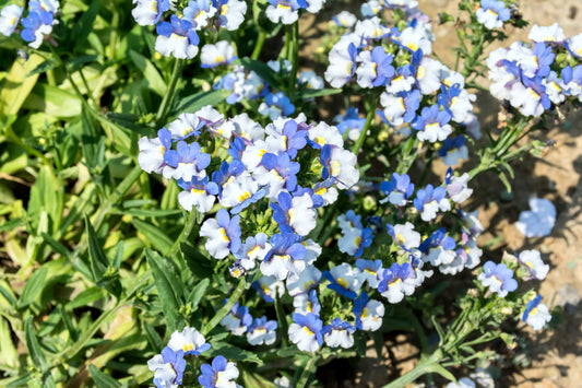 50 BLUE & WHITE Nemesia Strumosa Flower Seeds