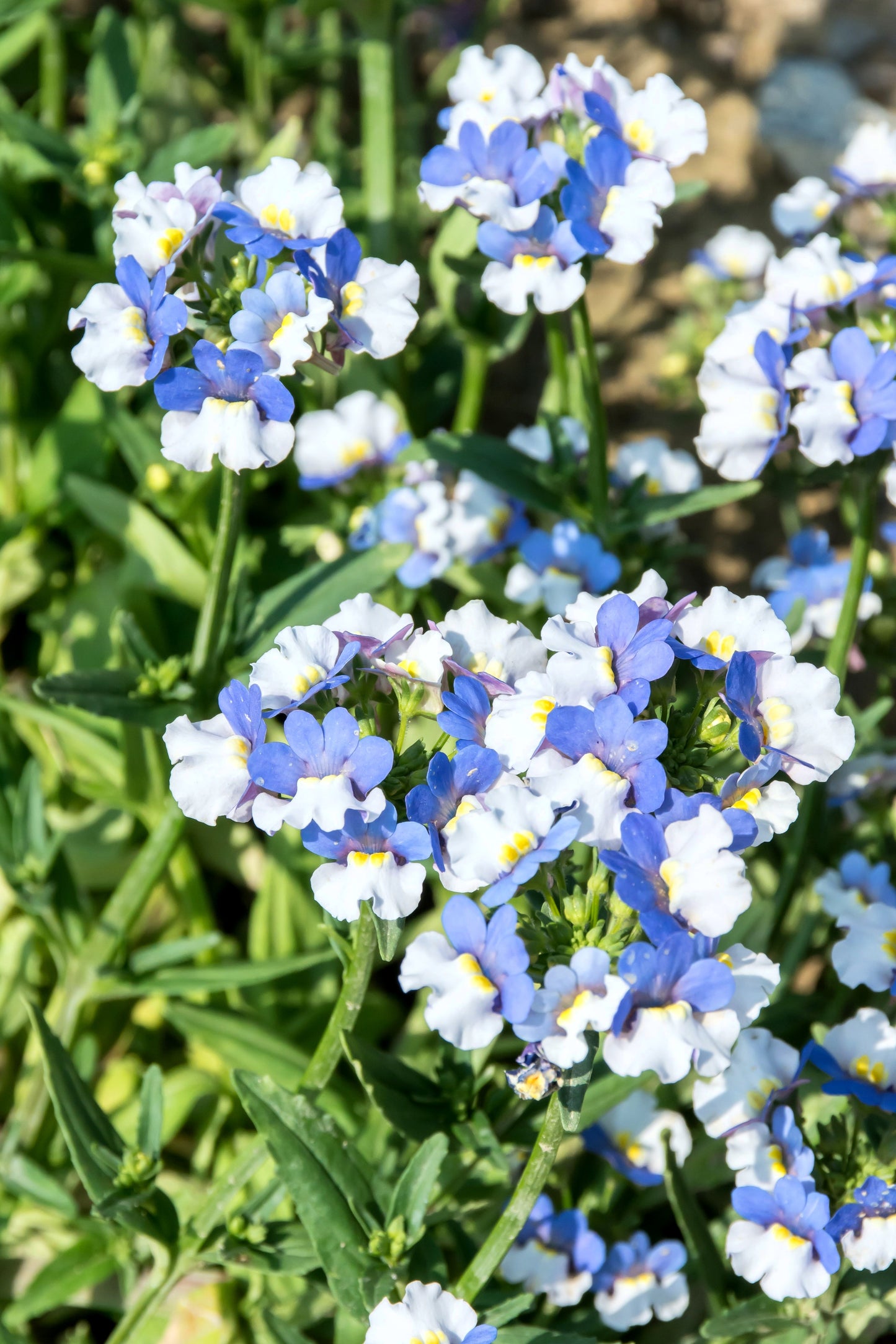 50 BLUE & WHITE Nemesia Strumosa Flower Seeds