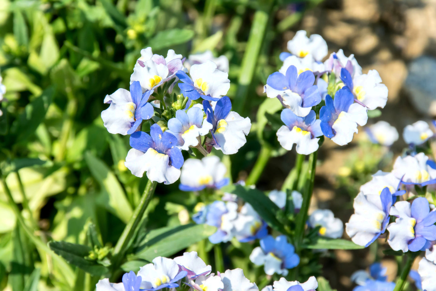 50 BLUE & WHITE Nemesia Strumosa Flower Seeds