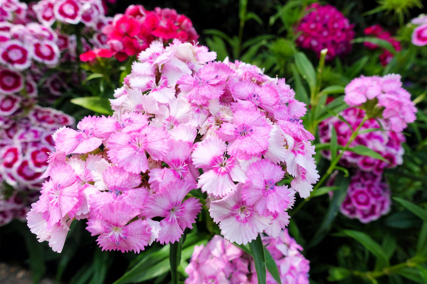 500 MIXED CHINESE PINKS China Rainbow Pink Dianthus Chinensis Bicolor Flower Seeds