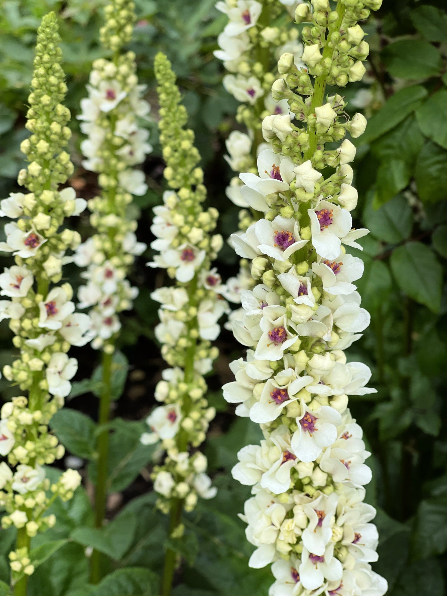 100 WHITE BLUSH VERBASCUM Blattaria Albiflorum Moth Mullein Flower Seeds