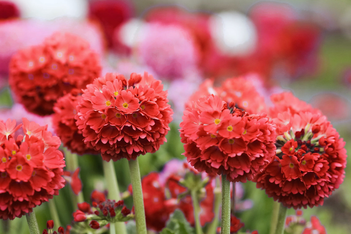 30 RED DRUMSTICK PRIMROSE Primula Denticulata Himalayan Moist Flower Seeds