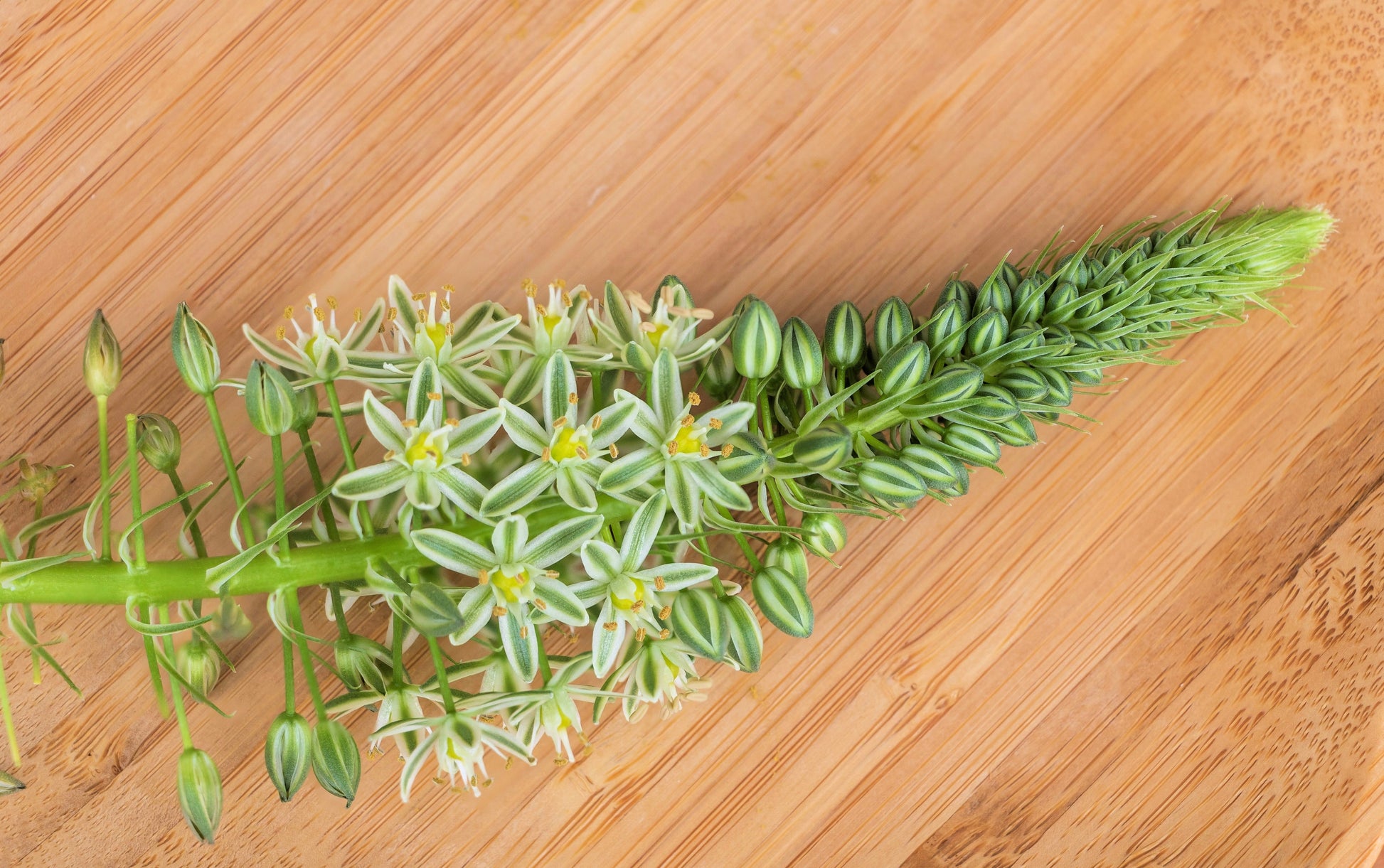 sea onion succulent 20 PREGNANT ONION SEEDS aka False Sea Onion Lily Ornithogalum Caudatum – Seedville USA