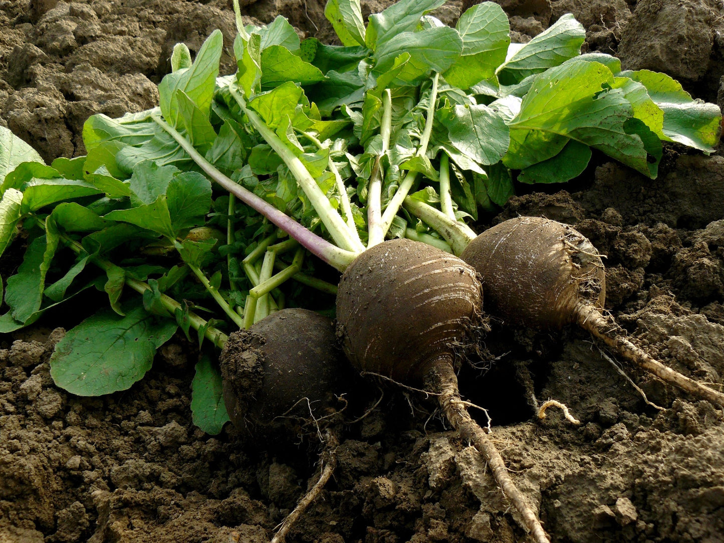 300 BLACK SPANISH ROUND Hot Spicy European Raphanus Sativus Root Vegetable Seeds