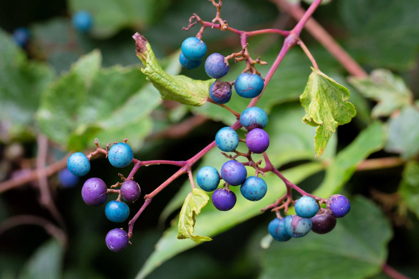 10 Variegated PORCELAIN BERRY VINE Ampelopsis Brevipedunculata Elegans Ampelopsis Glandulosa Amur Peppervine Blue Pink Purple Berries Seeds