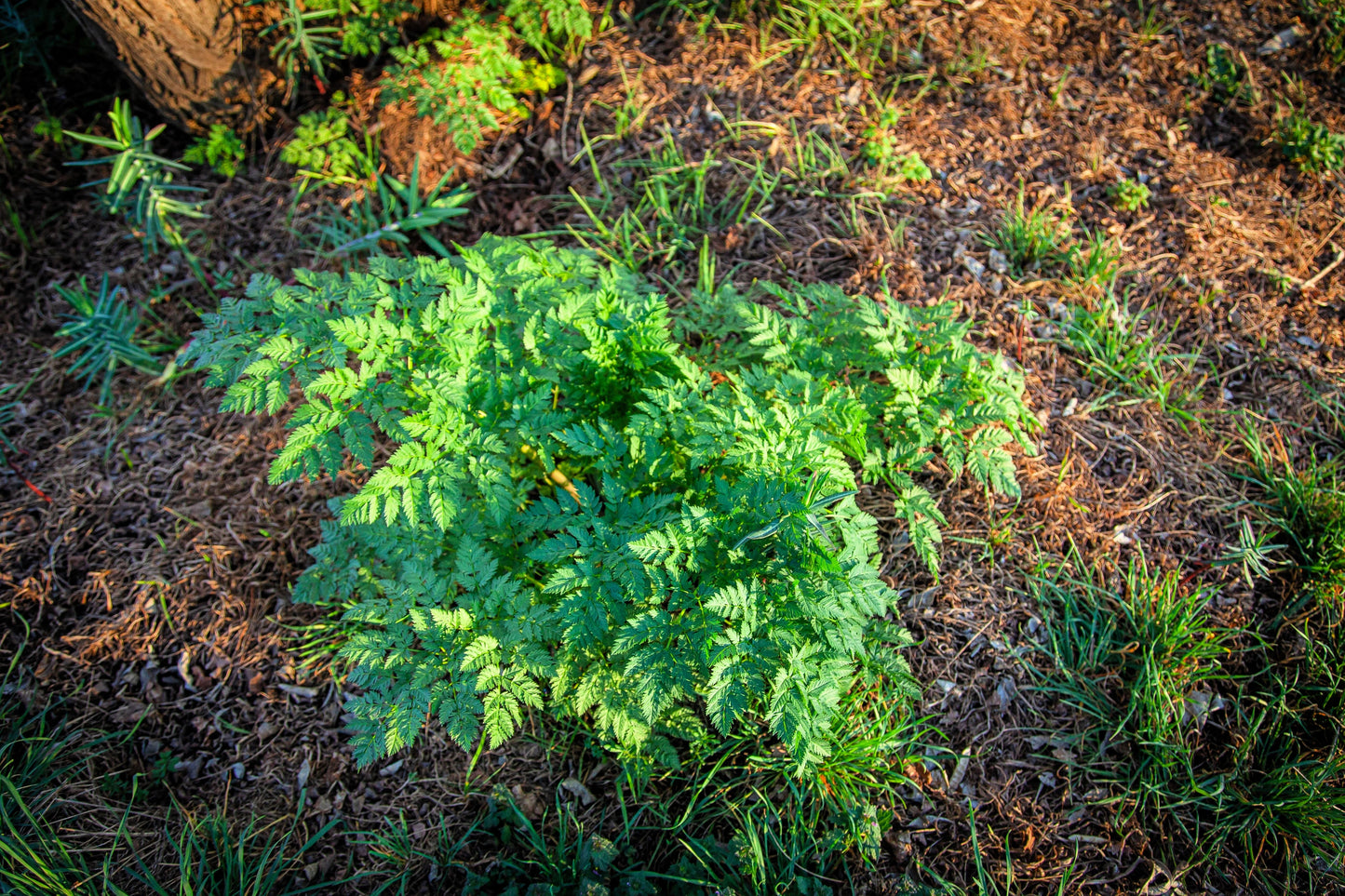 200 BRUSSELS WINTER CHERVIL Anthriscus Gourmet European Heirloom Herb Vegetable Seeds