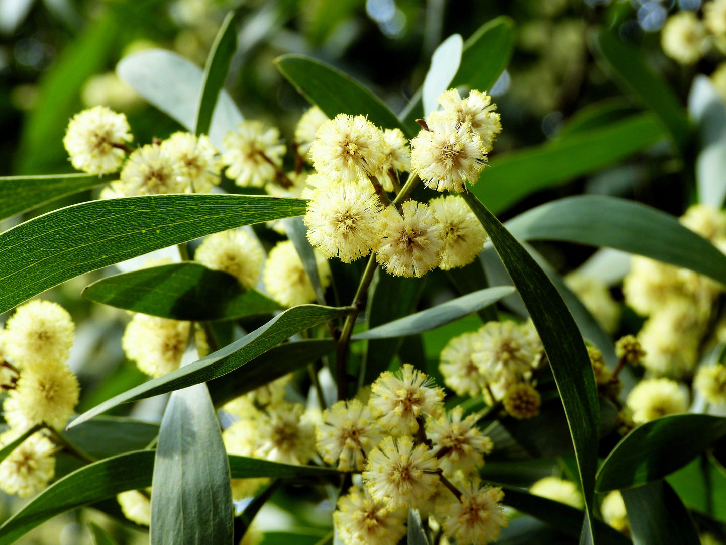 20 AUSTRALIAN BLACKWOOD TREE Black Acacia Melanoxylon Wattle Yellow Flower Seeds