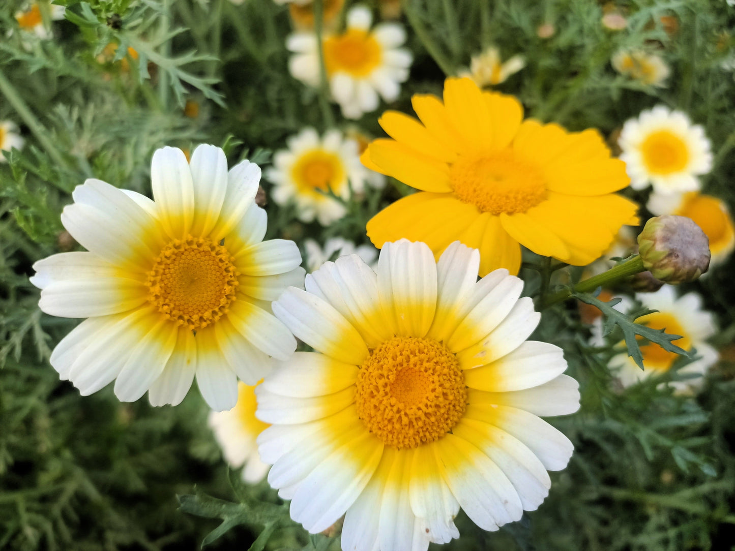 1000 GARLAND CROWN DAISY Chrysanthemum Coronarium Glebionis Flower Seeds