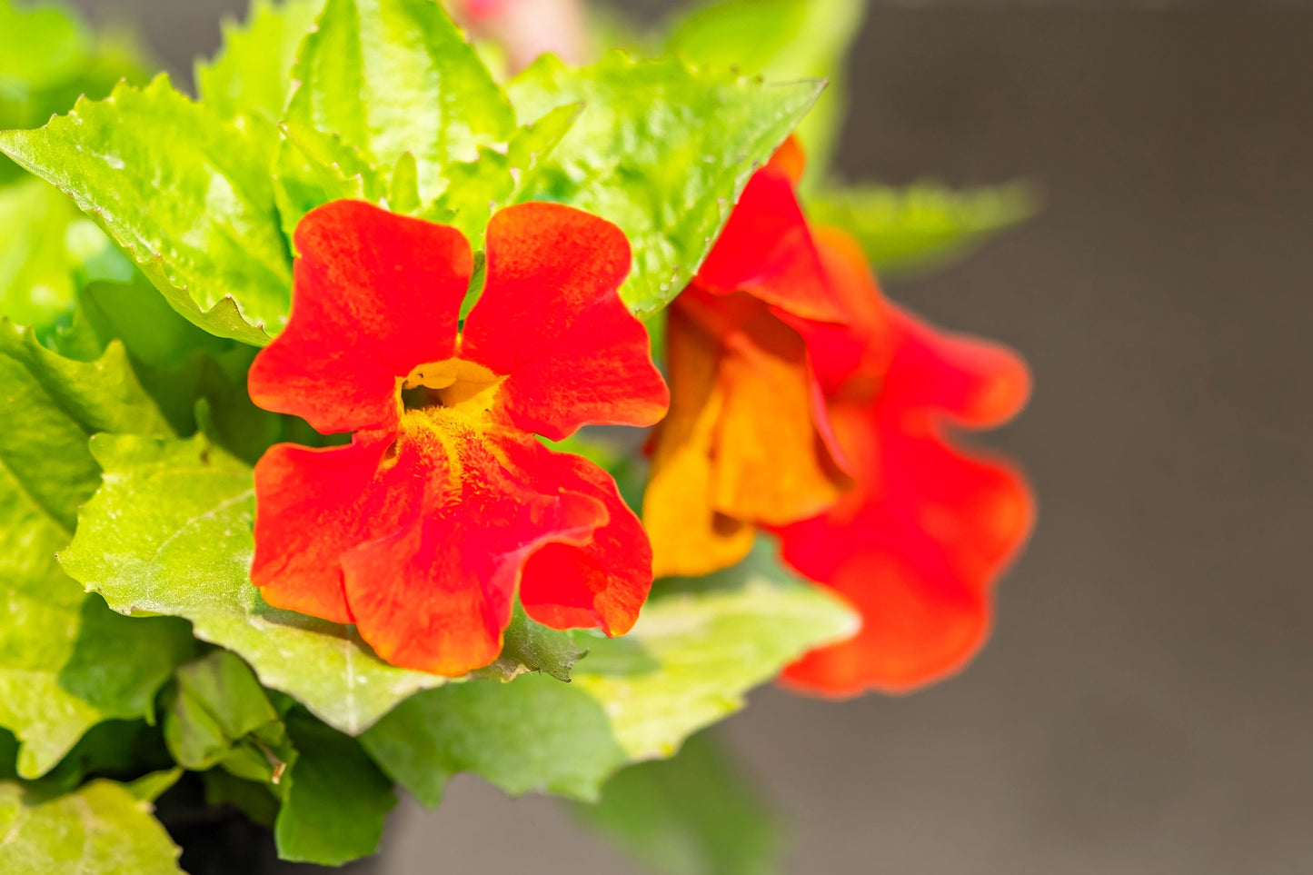 100 Twinkle RED MONKEY FLOWER Mimulus Seeds