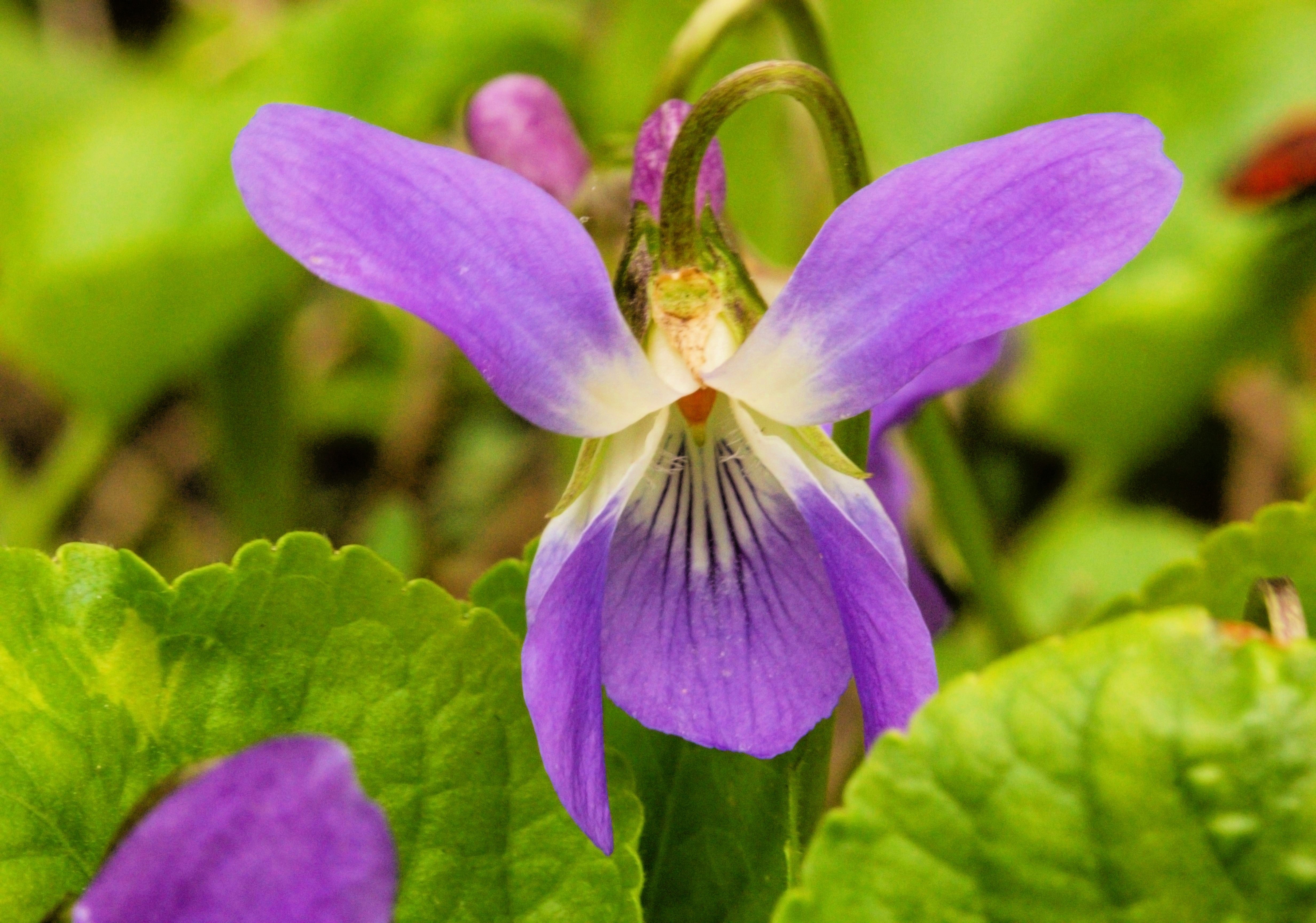 100 PRAIRIE VIOLET PURPLE Viola Pedatifida Palmata Flower Seeds ...