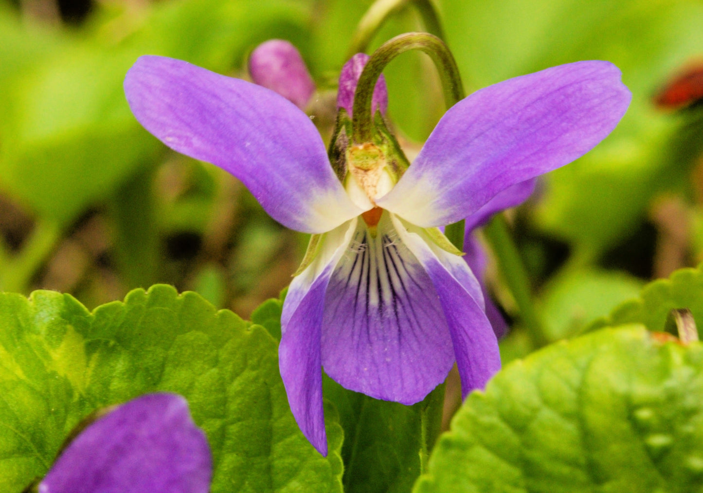 violet flower seed 100 PRAIRIE VIOLET PURPLE Viola Pedatifida Palmata Flower Seeds