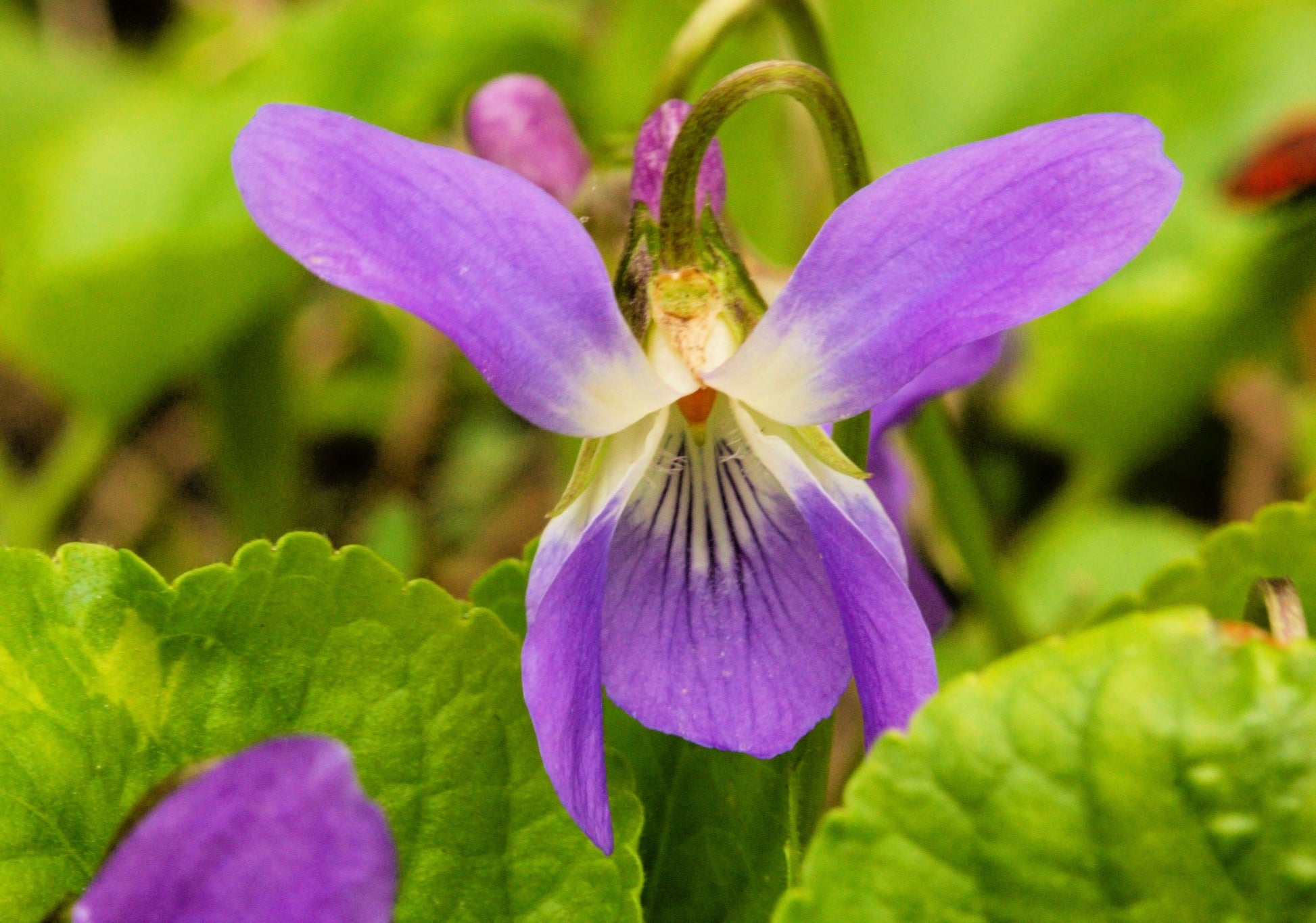 viola flower seeds 100 PRAIRIE VIOLET PURPLE Viola Pedatifida Palmata Flower Seeds