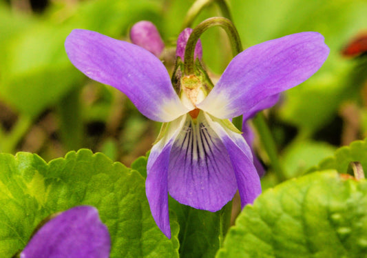 100 PRAIRIE VIOLET PURPLE Viola Pedatifida Palmata Flower Seeds