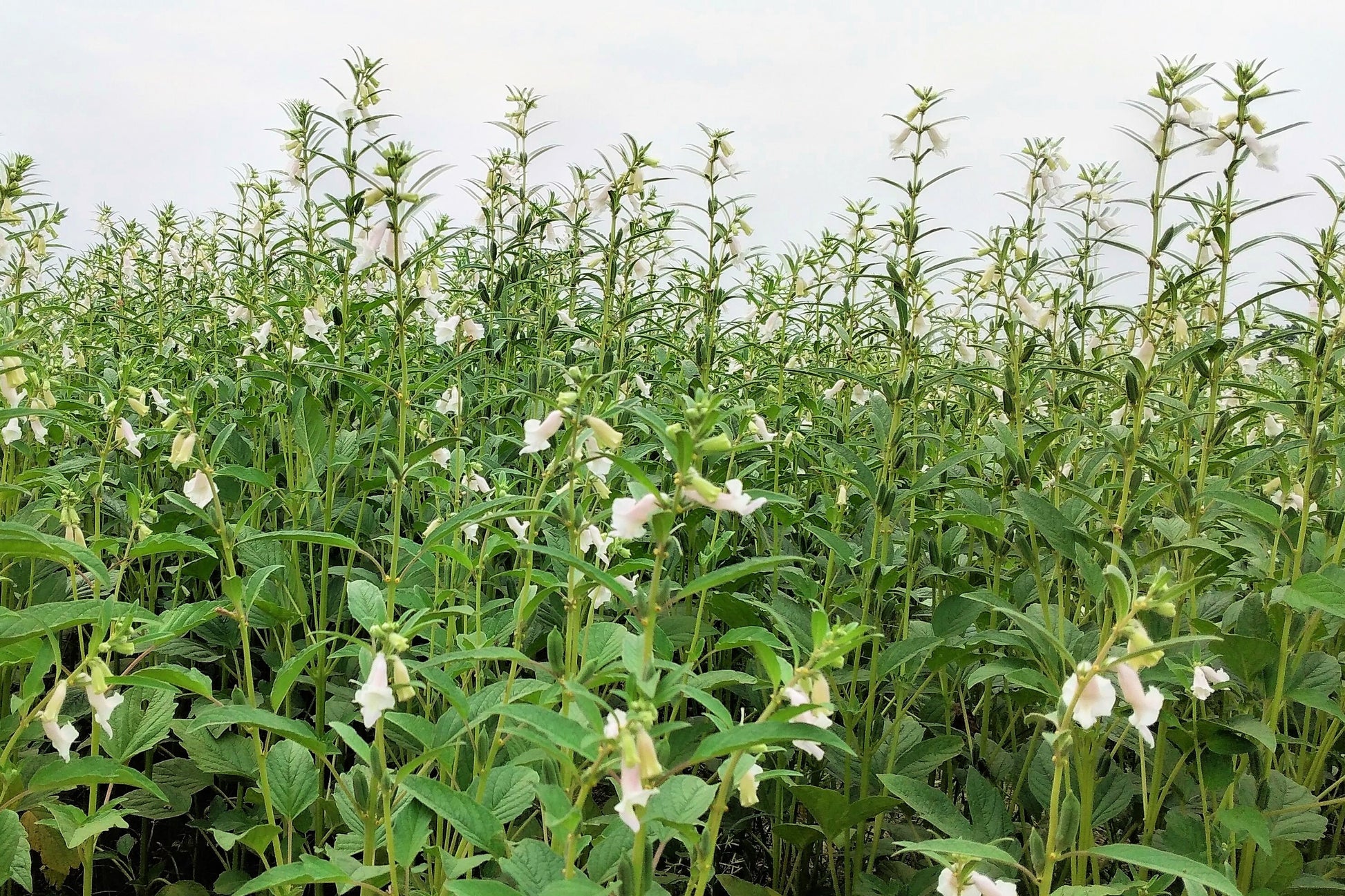 black sesame seed plant 1500 BLACK SESAME Sesamum Indicum Vegetable Flower Seeds