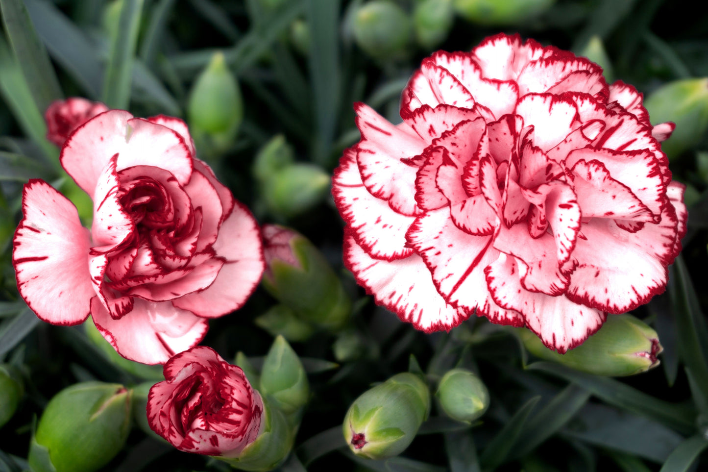 50 Avranchin RED & WHITE CARNATION Dianthus Caryophyllus Chabaud Flower Seeds