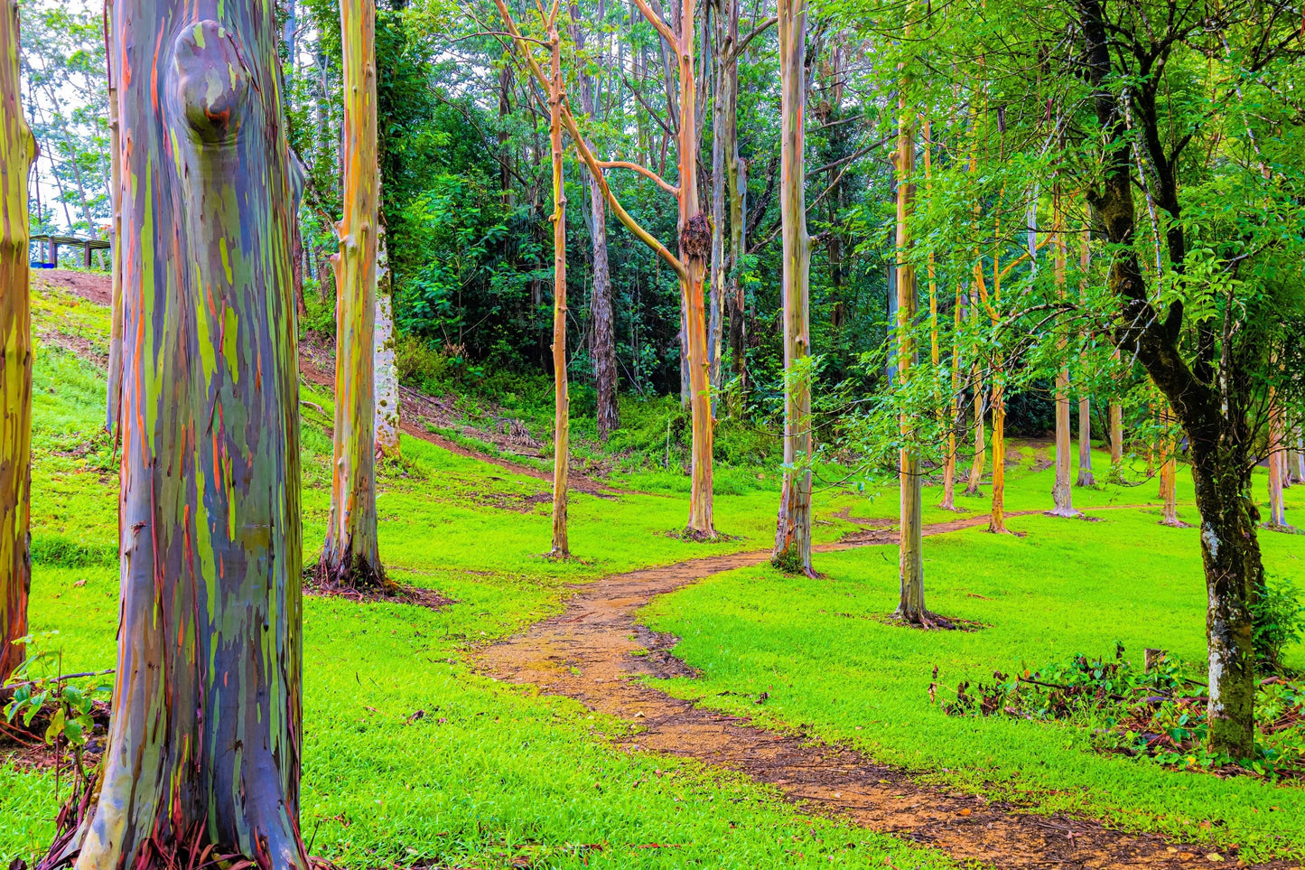 50 RAINBOW EUCALYPTUS Deglupta Gum Multicolor Bark Tree Seeds