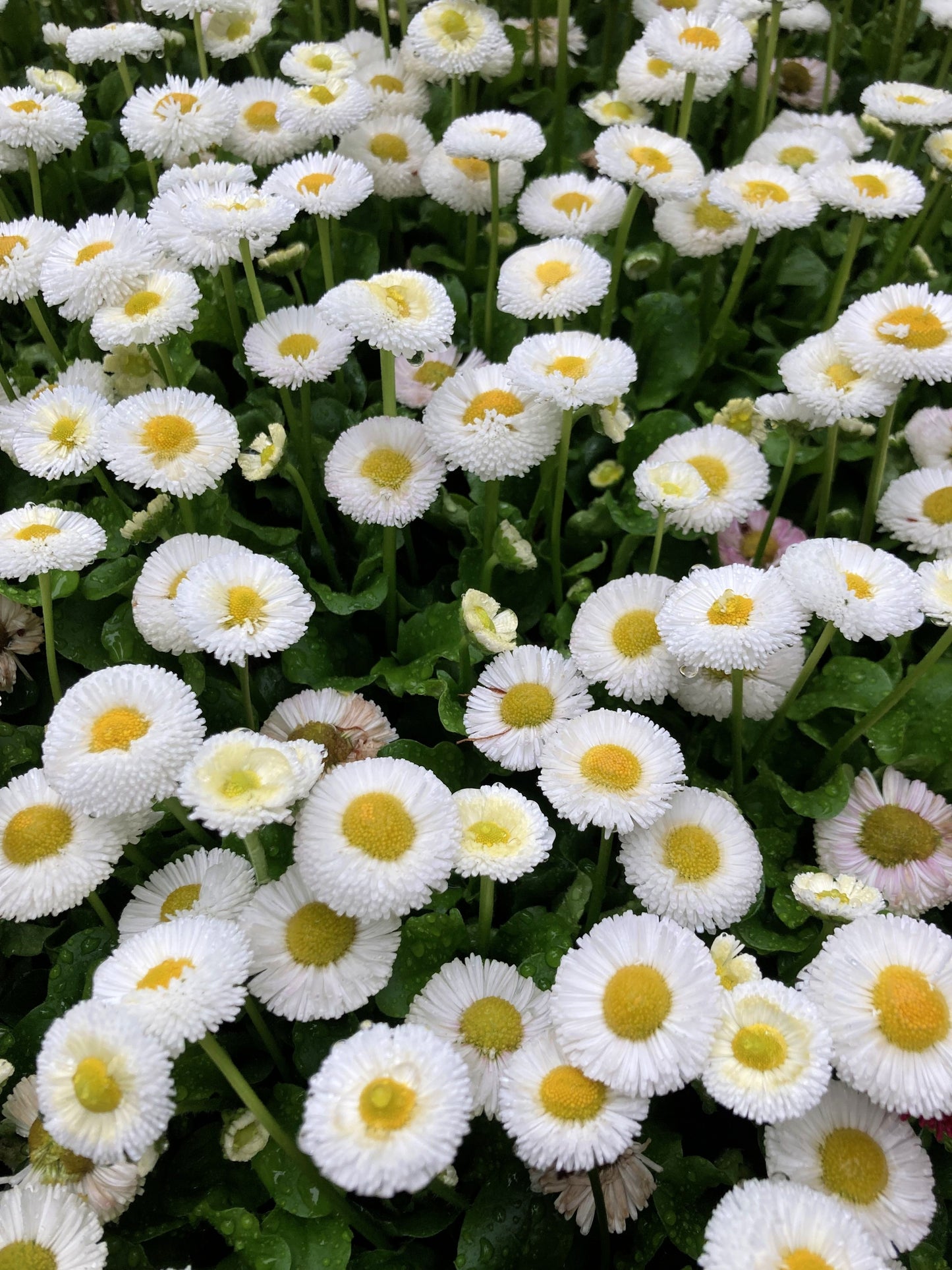 500 Dwarf WHITE ENGLISH DAISY Bellis Perennis Flower Seeds