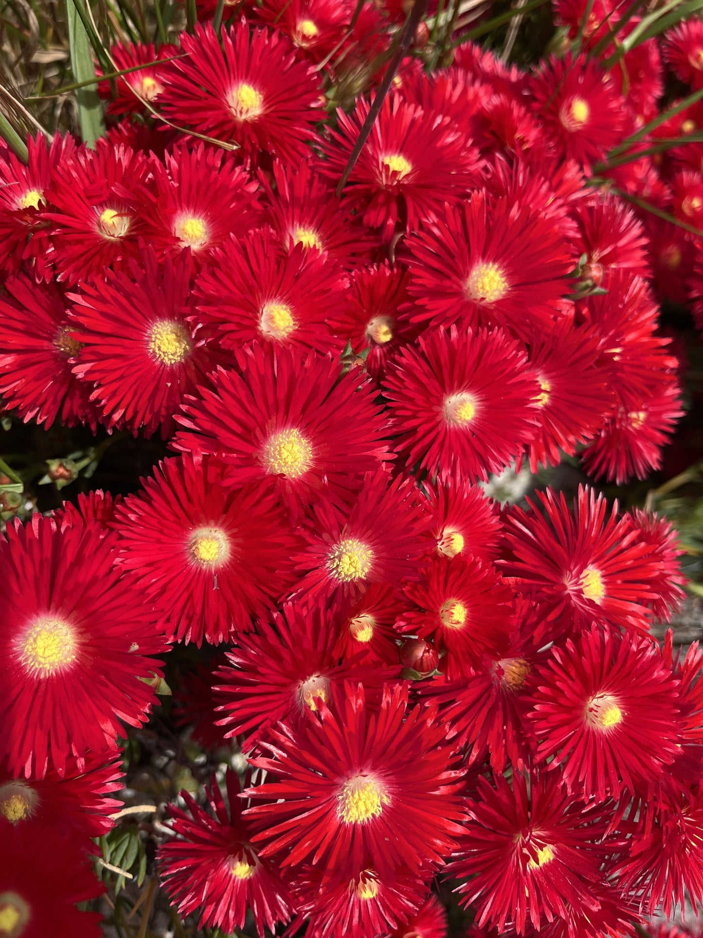 100 Gelato Bright RED ICE PLANT Mesembryanthemum Daisy Livingstone Flower Seeds