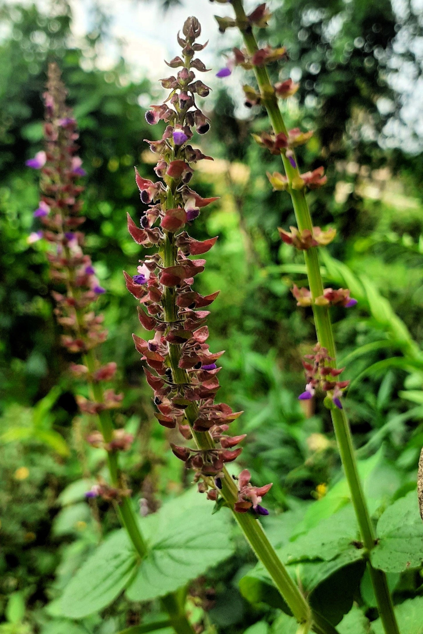 100 CANADIAN GERMANDER American Wood Sage Teucrium Canadense Herb Flower Seeds