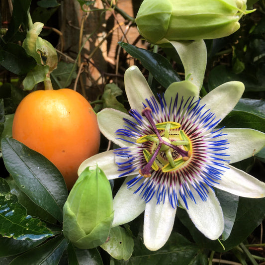 10 Blue Crown PASSION FLOWER / Passion FRUIT Passiflora Caerulea Orange Fruit Vine Seeds