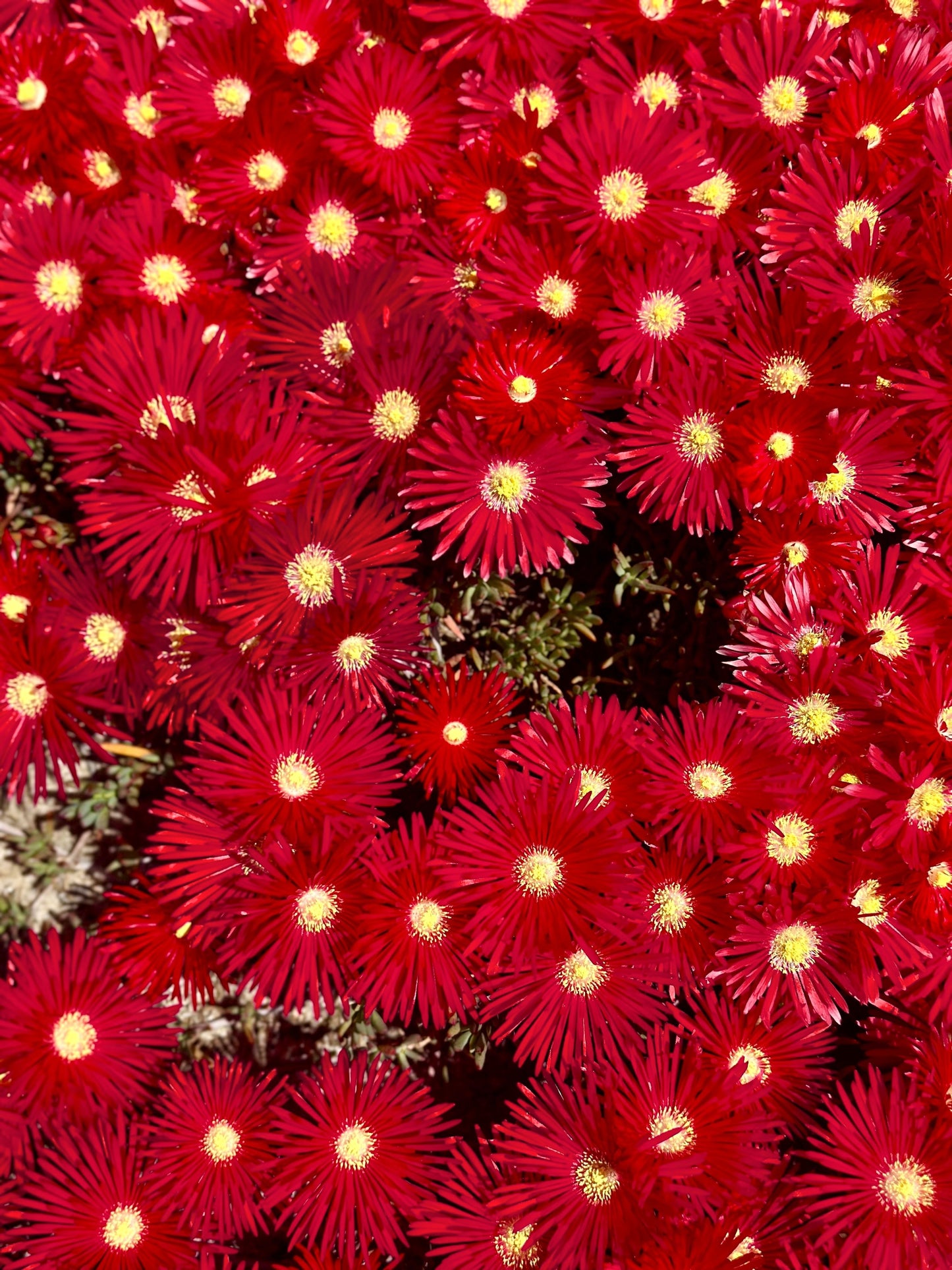 100 Gelato Bright RED ICE PLANT Mesembryanthemum Daisy Livingstone Flower Seeds