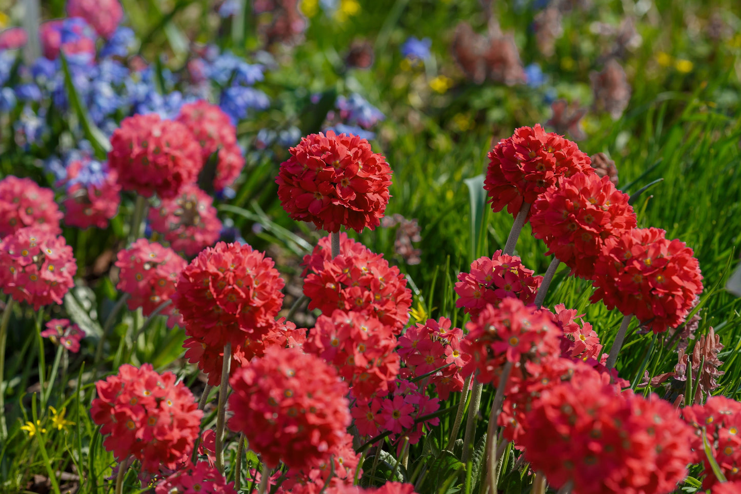 30 RED DRUMSTICK PRIMROSE Primula Denticulata Himalayan Moist Flower Seeds