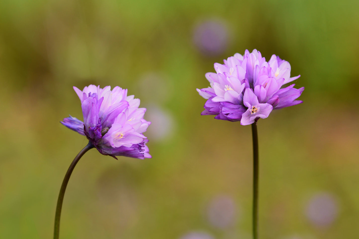 30 WILD BLUE HYACINTH Dichelostemma Blue Dicks Purplehead Brodiaea Brodiea Native Hummingbird Flower Seeds