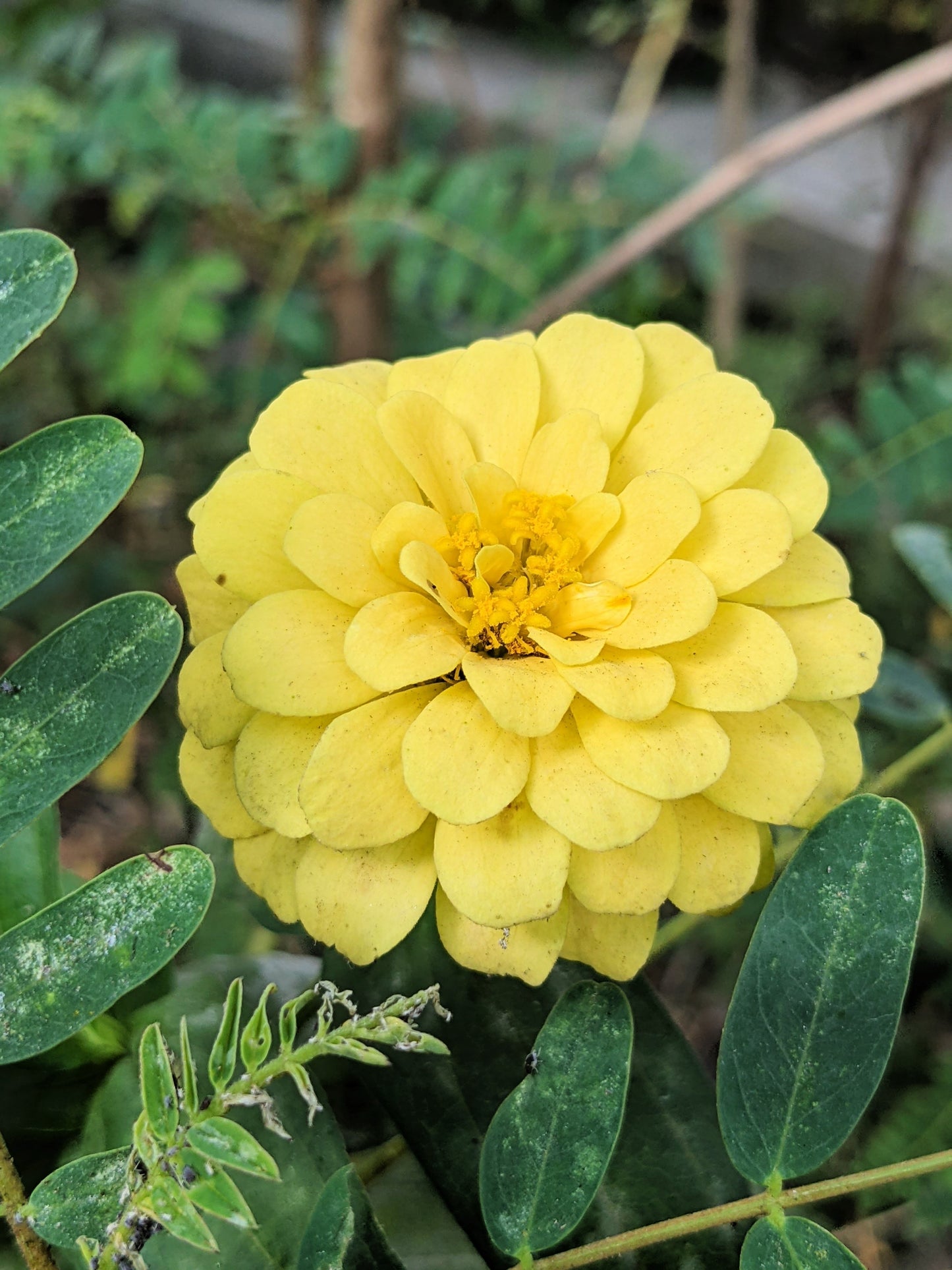 250 ISABELLINA ZINNIA Elegans Pastel Light Yellow Double Heirloom Flower Seeds
