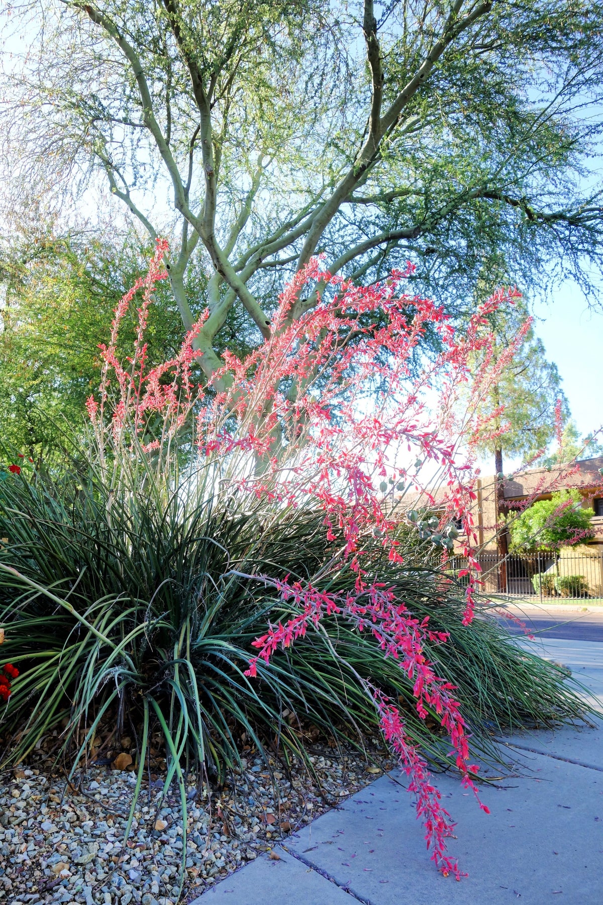 25 RED YUCCA Hesperaloe Parviflora aka Hummingbird, Coral, & Texas Yuc ...