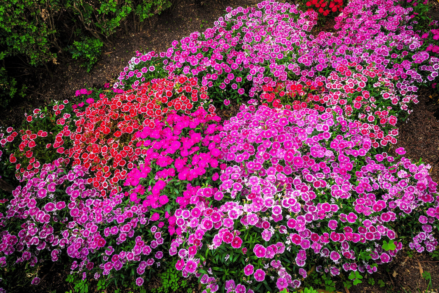 500 MIXED CHINESE PINKS China Rainbow Pink Dianthus Chinensis Bicolor Flower Seeds