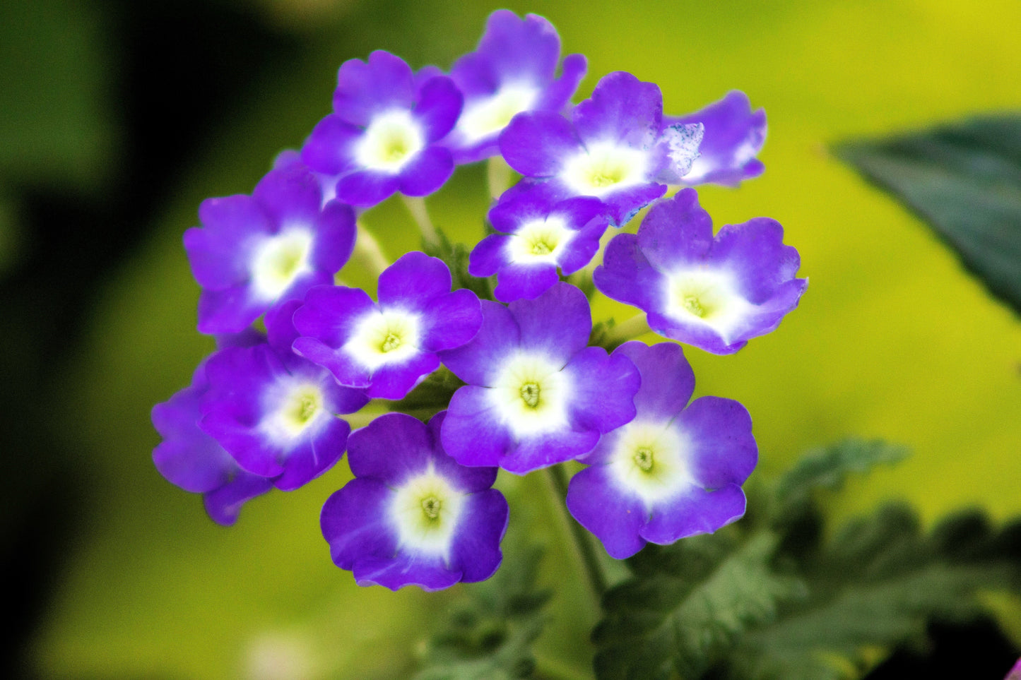 100 MIXED COLORS VERBENA Hybrida Compacta Flower Seeds