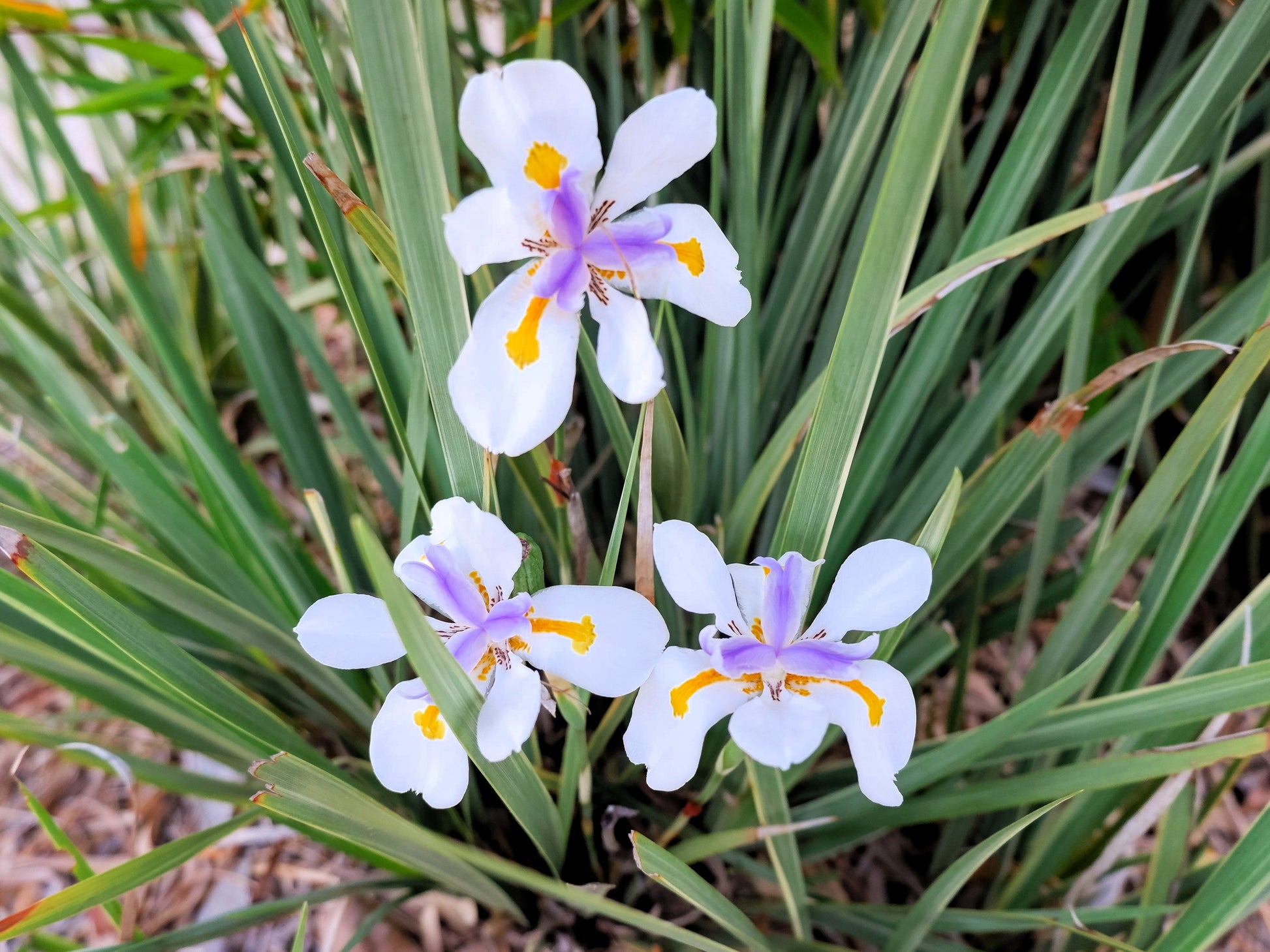 iris lily flower 25 WHITE AFRICAN IRIS Fortnight Lily Dietes Iridioides Vegeta aka Cape or Butterfly Iris Yellow Purple Flower Seeds
