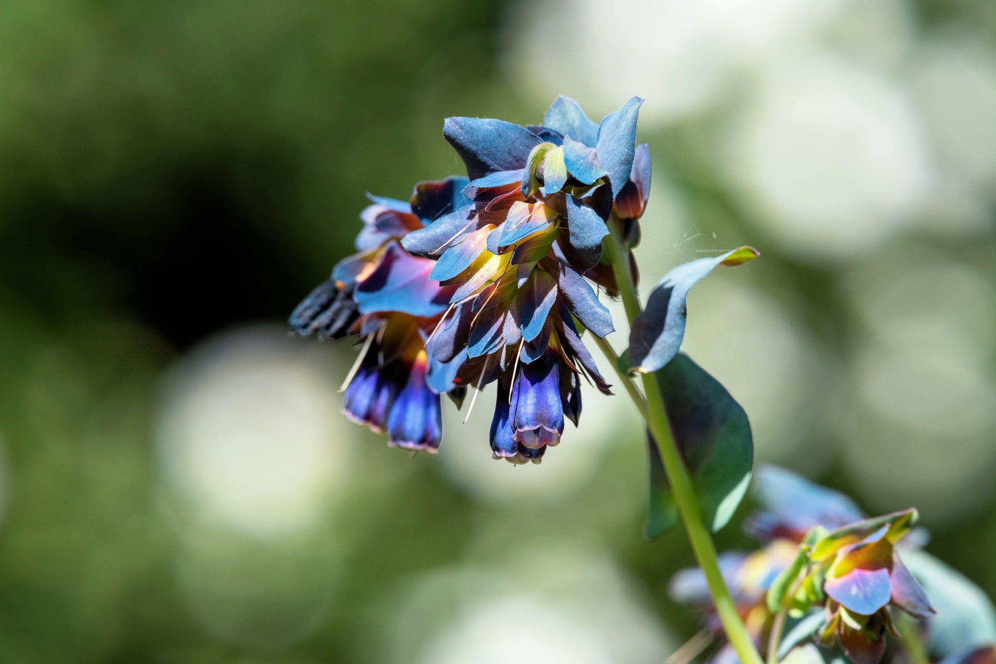 blue shrimp plant seeds 10 BLUE SHRIMP PLANT / Honeywort Cerinthe Major Flower Seeds