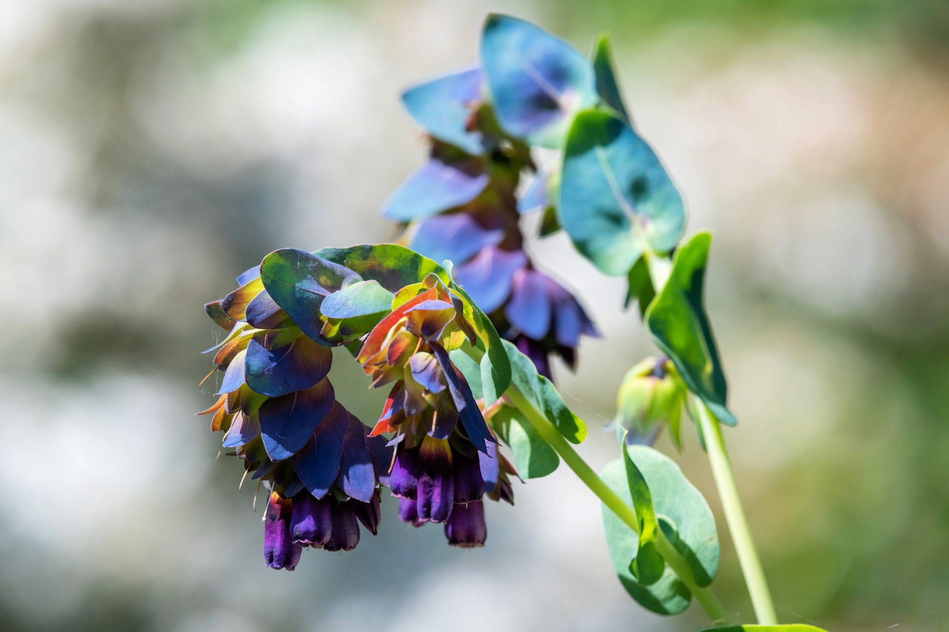 blue shrimp plant seeds 10 BLUE SHRIMP PLANT / Honeywort Cerinthe Major Flower Seeds
