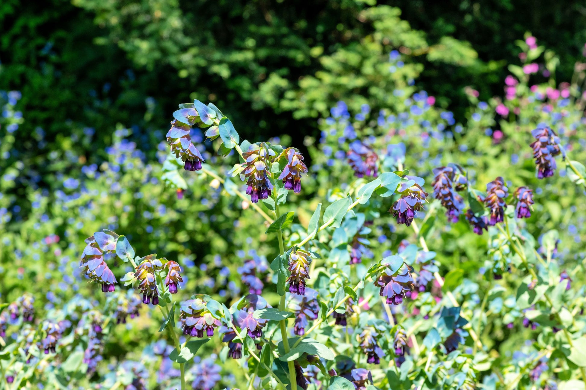 shrimp plant seeds 10 BLUE SHRIMP PLANT / Honeywort Cerinthe Major Flower Seeds