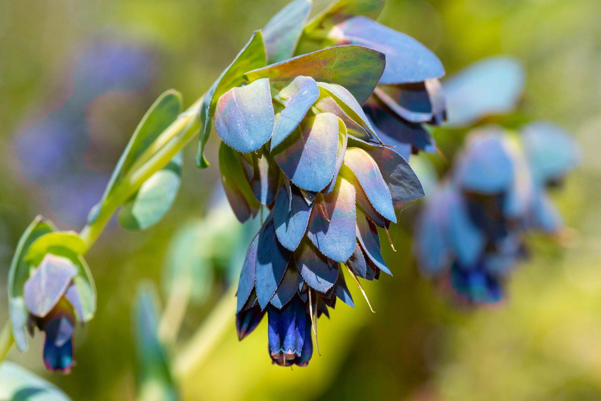 blue shrimp plant seeds 10 BLUE SHRIMP PLANT / Honeywort Cerinthe Major Flower Seeds