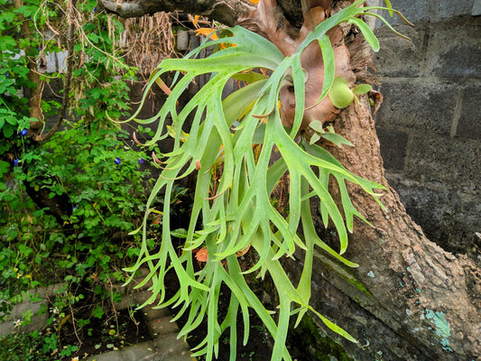 500 + Spores STAGHORN FERN Platycerium Bifurcatum Elkhorn Seeds